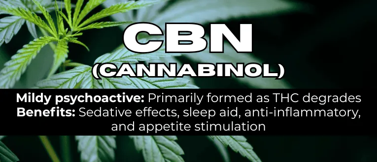 Shop CBN Cannabinoids at Cape Cod Cannabis in Wellfleet, MA