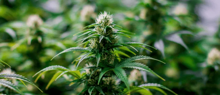 Flowering - Cape Cod Cannabis, Wellfleet, MA