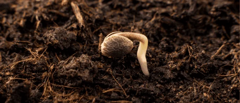 1. Germination Cannabis Seed - Cape Cod Cannabis, Wellfleet, MA
