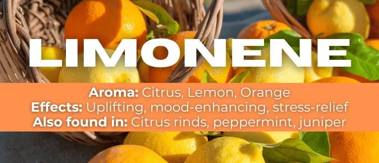 Shop Limonene Terpenes at Cape Cod Cannabis in Wellfleet, MA