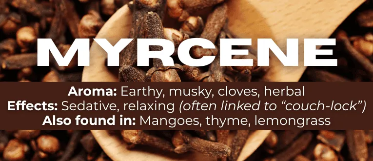 Shop Myrcene Terpenes at Cape Cod Cannabis in Wellfleet, MA