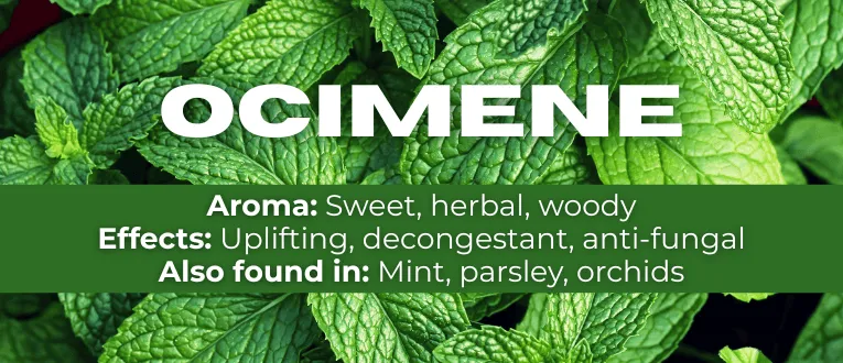 Shop Ocimene Terpenes at Cape Cod Cannabis in Wellfleet, MA