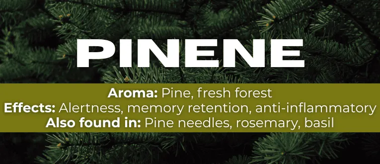 Shop Pinene Terpenes at Cape Cod Cannabis in Wellfleet, MA