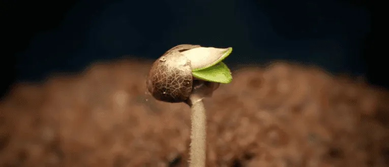2. Seedling - Cape Cod Cannabis, Wellfleet, MA