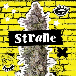 Strane Logo