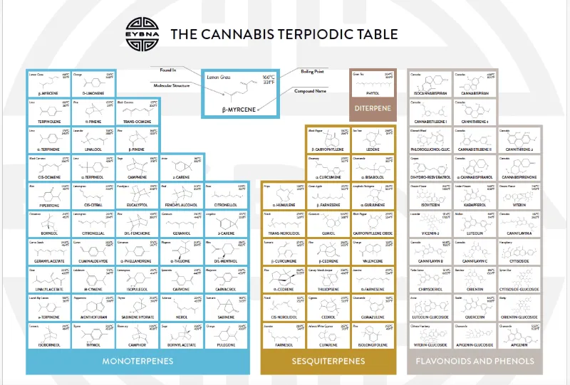 The Cannabis Terpiodic Table provided by EYBNA - Cape Cod Cannabis in Wellfleet, MA