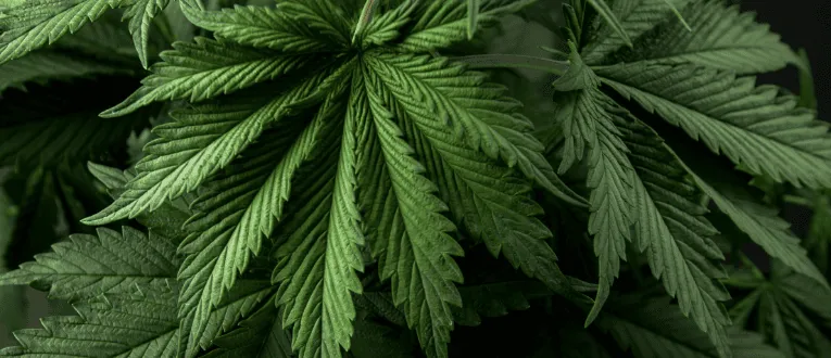 3. Vegetative - Cape Cod Cannabis, Wellfleet, MA