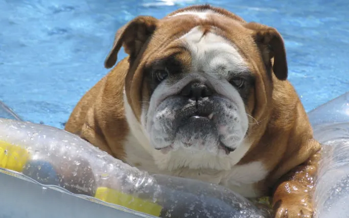 Keep Your Pet Safe - LasVegasRealEstate.com