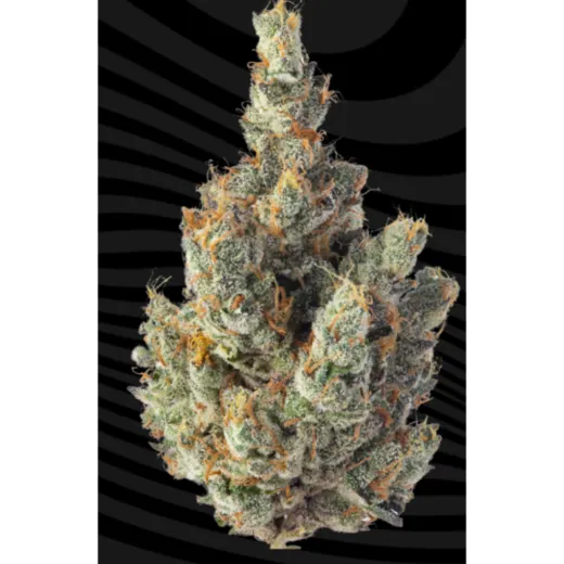 GMO 3.5G I3