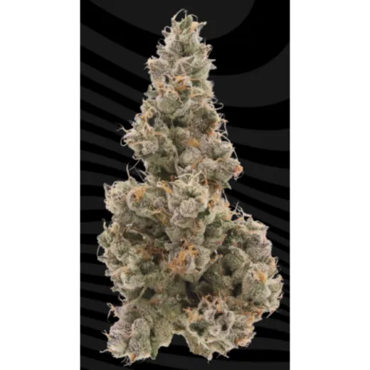 SOUR DIESEL 3.5 K4